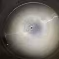 Serbatoio a doppia camera da 44480 litri in acciaio inox 316 (2x 22240 litri)